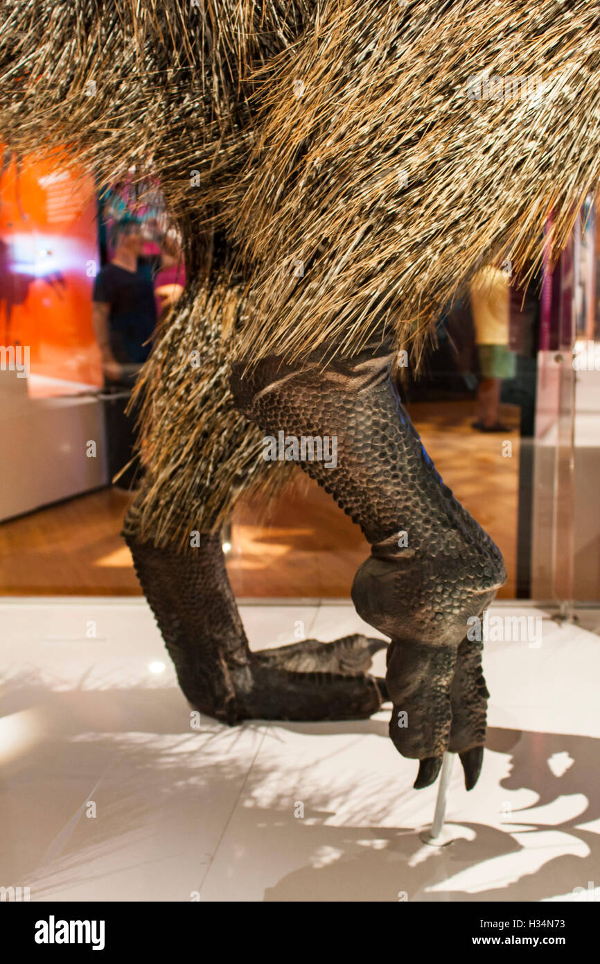 Detail vom Amerikanischen Museum für Naturgeschichte in New York. Stockfoto