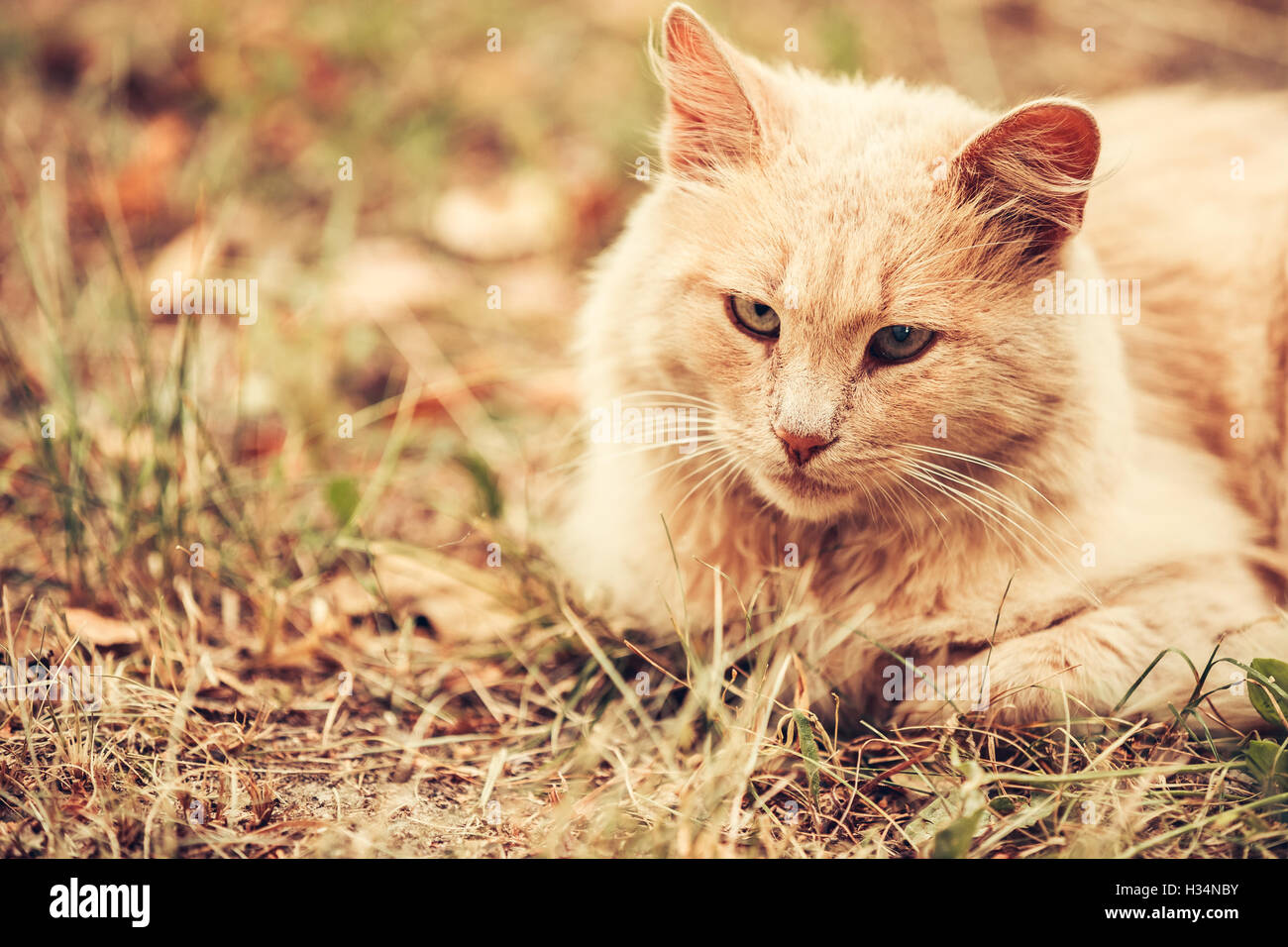 Beige Peachy gemischte Rasse Erwachsene Hauskatze, faul auf der Suche beiseite, versteckt auf dem vergilbten Rasen Pfoten. Exemplar. Stockfoto