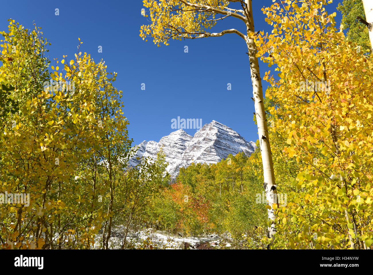 Herbst Berg Aspen Grove / Herbst Blick auf Maroon Bells von Bergseite aspen Grove an der Basis. Stockfoto