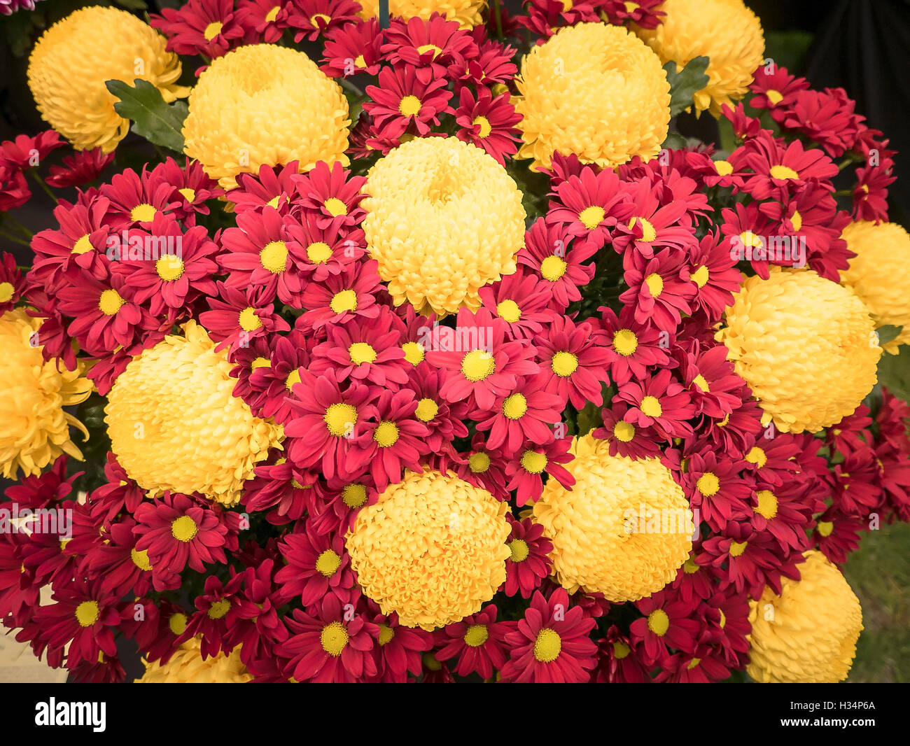 Rote und Gelbe Chrysanthemen geschnitten und arrangierte für display Stockfoto
