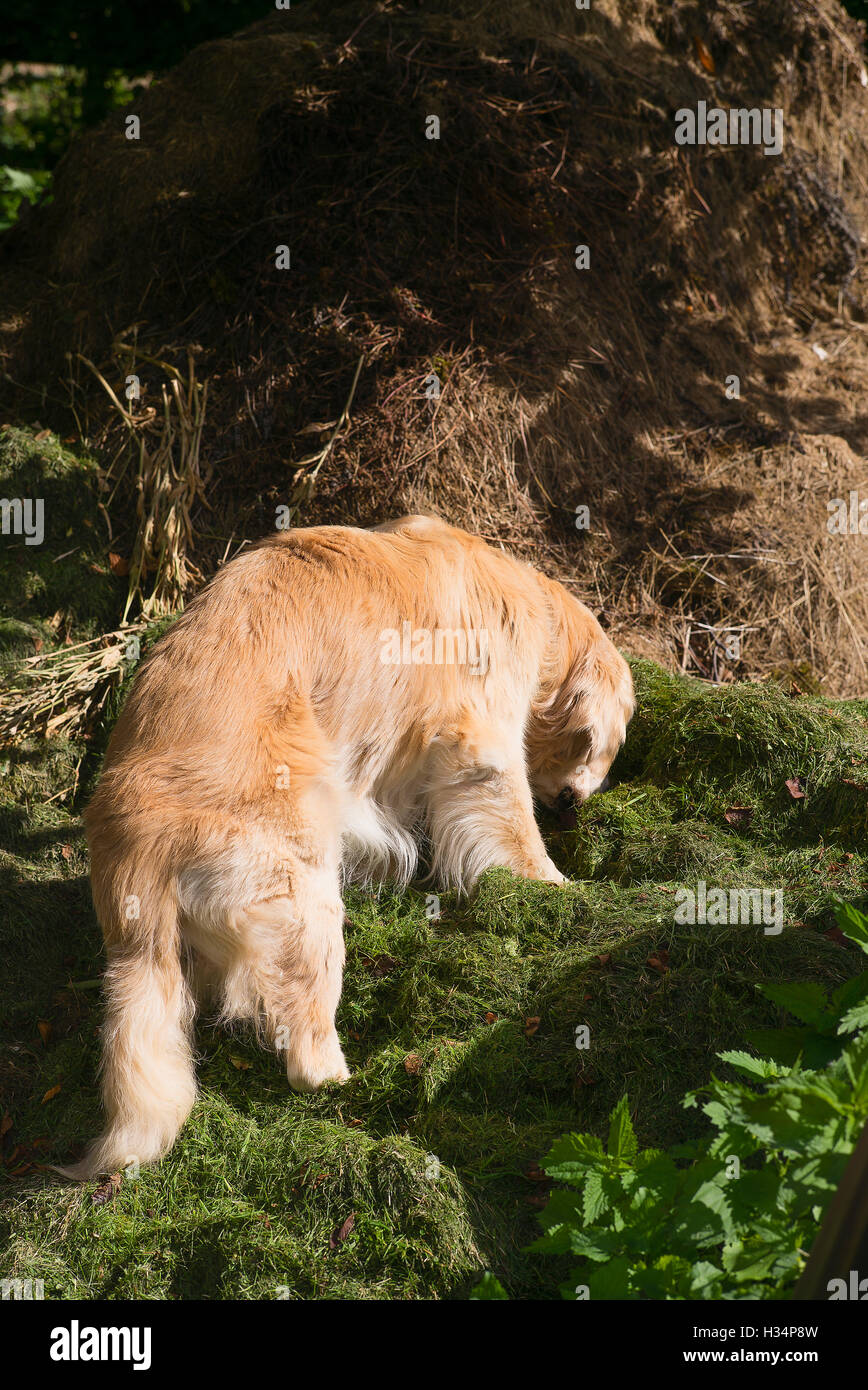 Golden Retriever Hund, der neuen Kompost aufforst und Grasschnitt auf einem Kompost-Haufu zerlegt Stockfoto