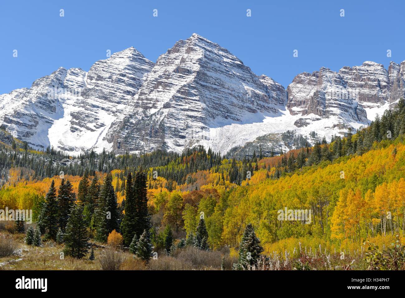 Herbst in Maroon Bells - Schnee bedeckten Gipfeln der Maroon Bells umgeben von bunten Herbst aspen Grove und immergrünen Wald. Stockfoto