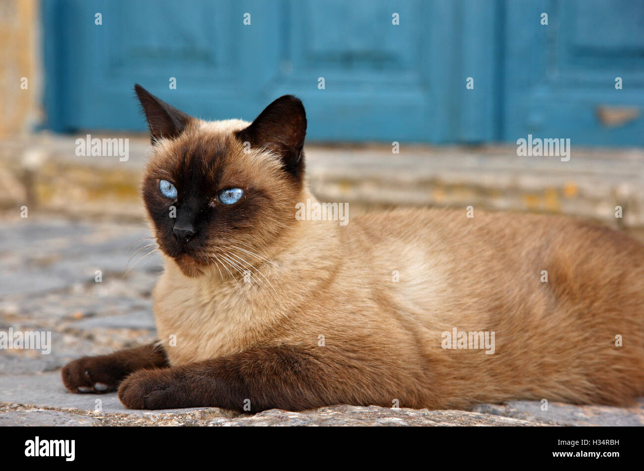 Schöne Katze vor dem Spetses-Museum (Hatziyiannis - Mexis Herrenhaus aus dem 18. Jahrhundert) Insel Spetses, Attika, Griechenland. Stockfoto