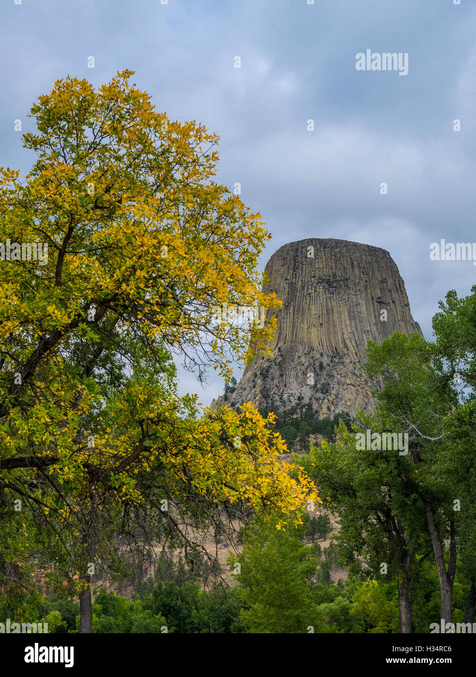 Devils Tower und goldene Pappel Baum, Devils Tower National Monument, Belle Fourche Campground, Wyoming Stockfoto