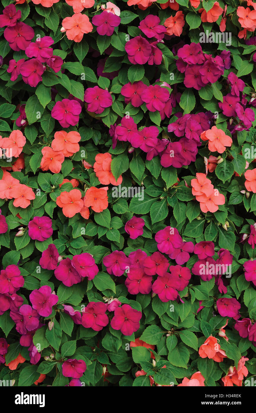 Impatiens Walleriana Sultanii Busy Lizzie Blumen, große ausführliche farbige vertikale Closeup Hintergrundmuster, Magenta, lila Stockfoto