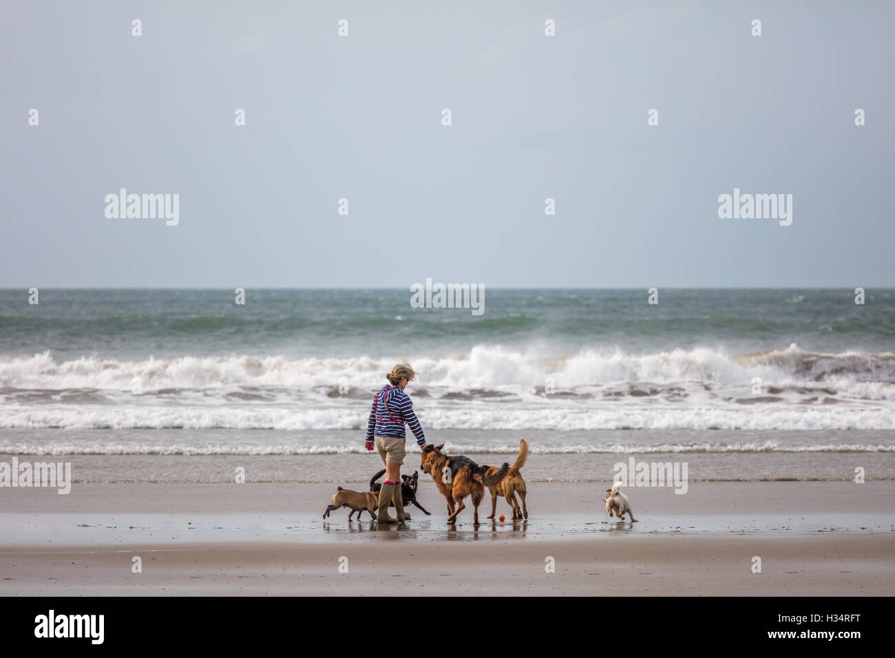 Wind Böen über 30 km/h aus dem Süden Osten treibt die Wellen zurück auf Newgale, Pembrokeshire, Wales, UK. Stockfoto