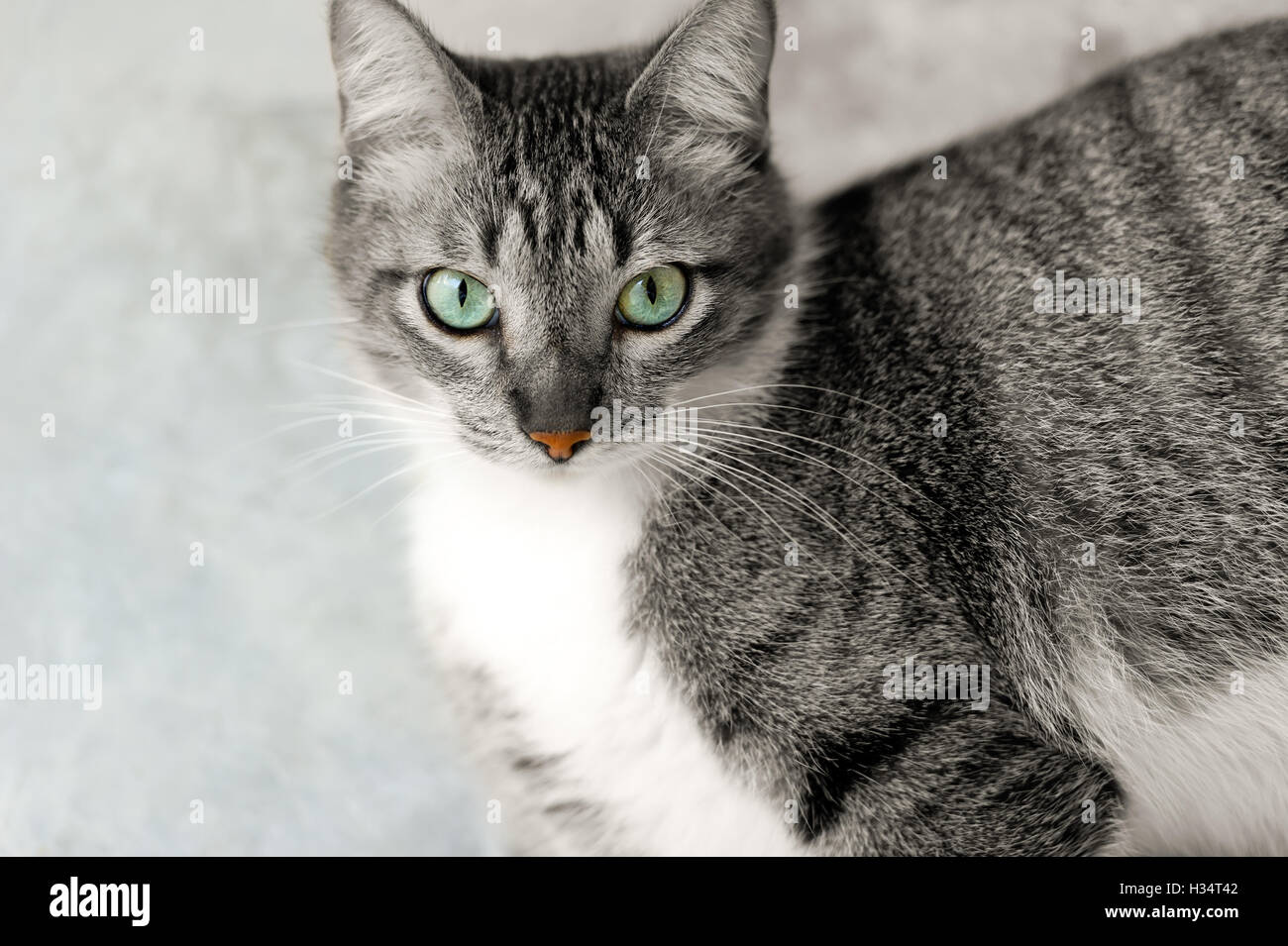 Katzenaugen ist eine schöne Tabby-Katze mit einer gesunden orange Nase und schönen tiefgrünen Augen. Stockfoto