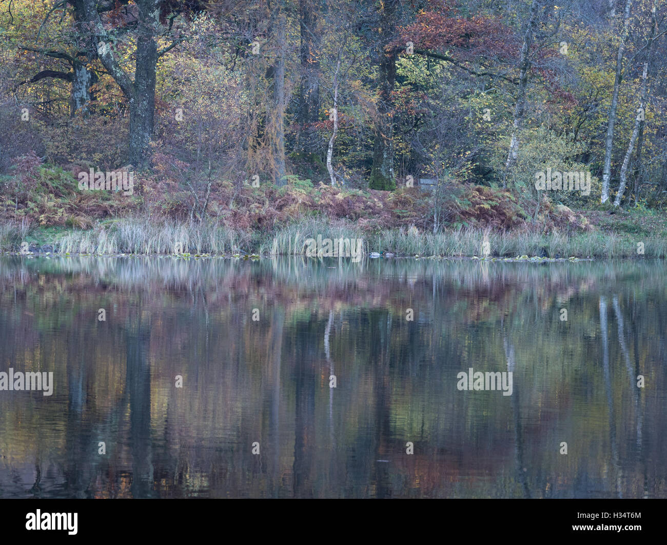 Herbstfärbung spiegelt sich in Yew Tree Tarn im englischen Lake District Nationalpark Stockfoto