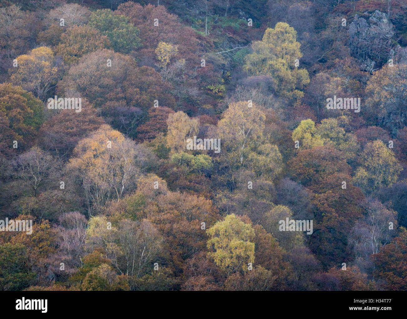 Herbstfärbung in Harry Wachen Holz oben Yew Tree Tarn, englischen Lake District National Park, UK Stockfoto