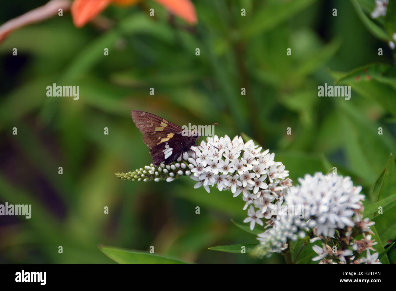 Dunkel Brauner Schmetterling Stockfoto