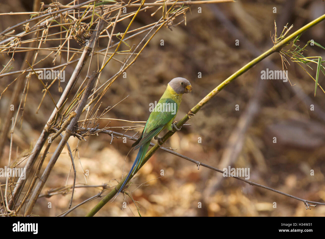 Pflaume geleitet, Sittich - weiblich, psittacula cyanocephala, panna Tiger Reserve, Madhya Pradesh, Indien Stockfoto