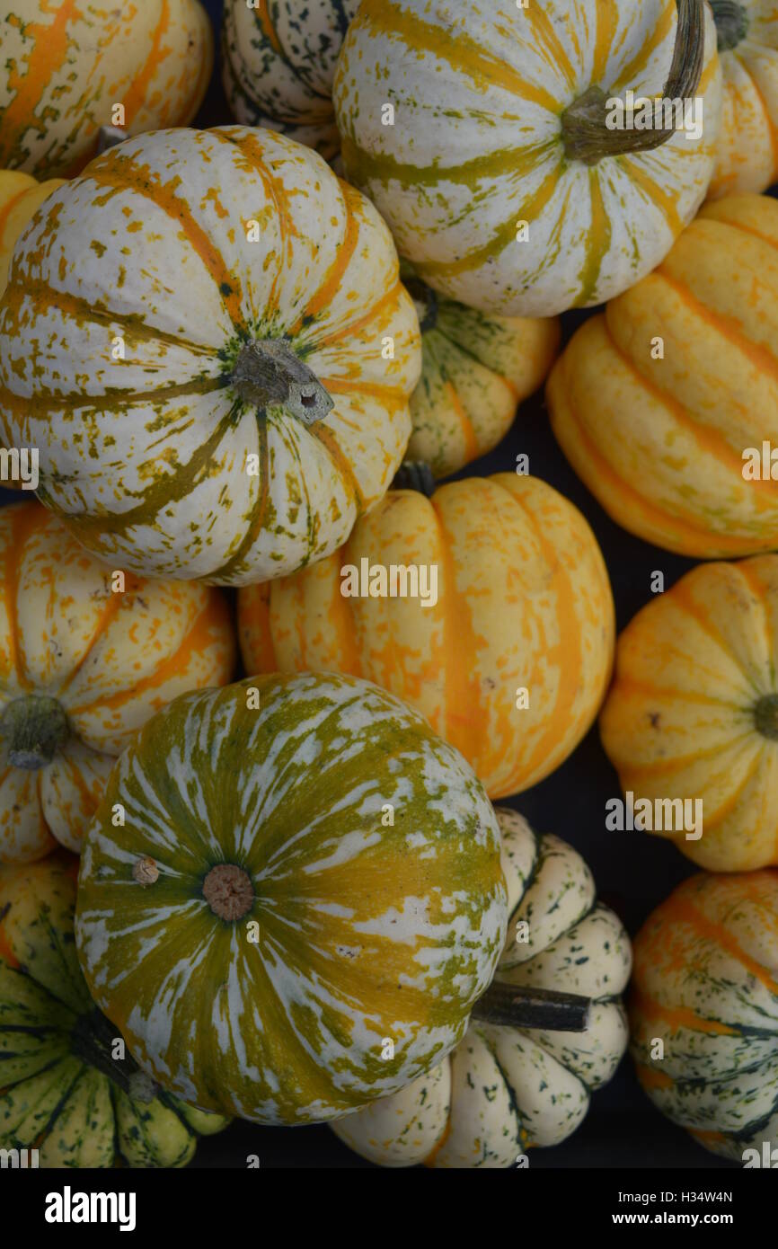 Halloween-Kürbisse auf dem Marktplatz Stockfoto