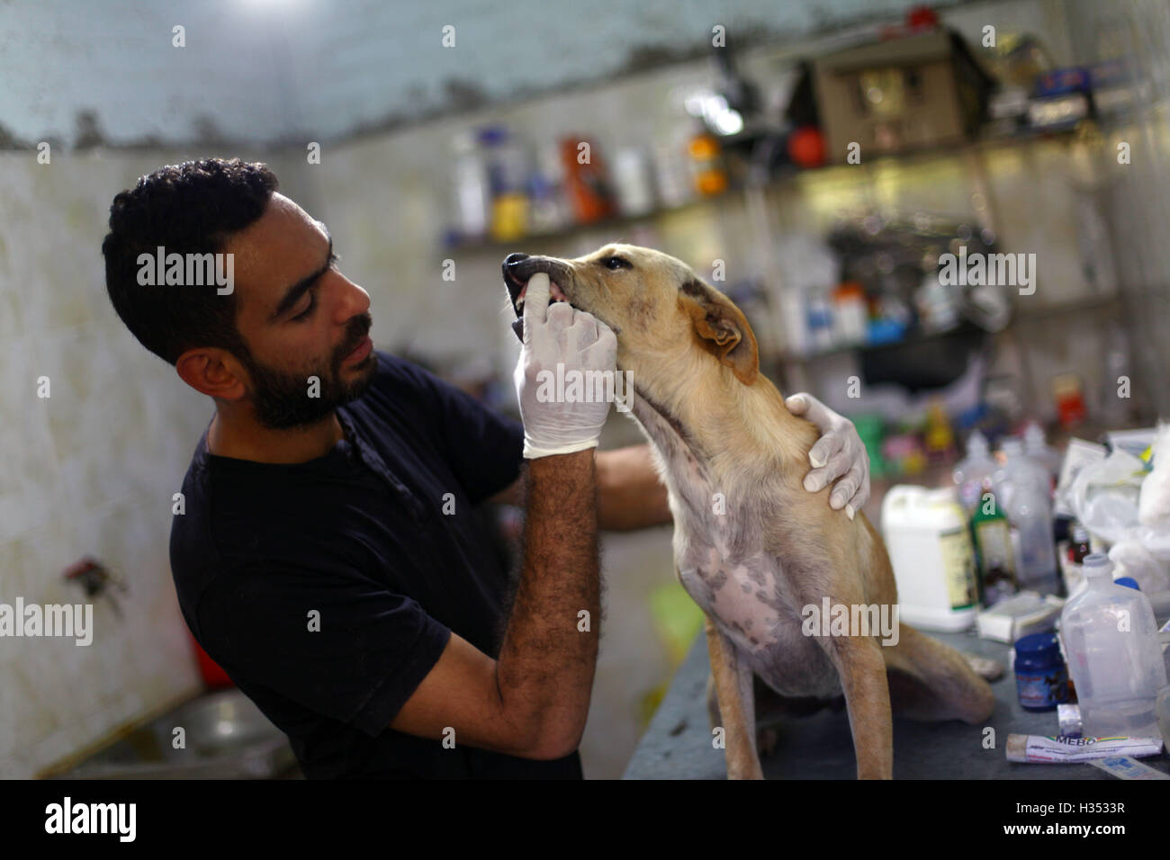 Kairo, Ägypten. 16. Sep, 2016. Ahmed al-Shurbaji sorgt für einen Hund in  der Hoffnung Society, in Giza Governorate, Ägypten, 16. September 2016.  Inmitten der grünen Farmen von Gizeh Gouvernement in Ägypten haben