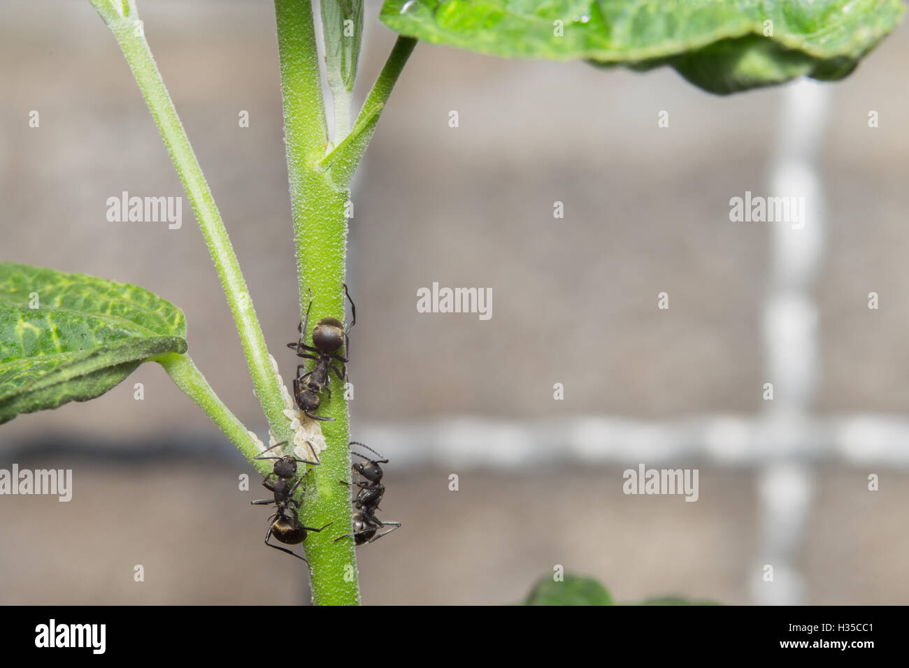 Makroaufnahme einer schwarzen Ameisen auf Ast. Stockfoto