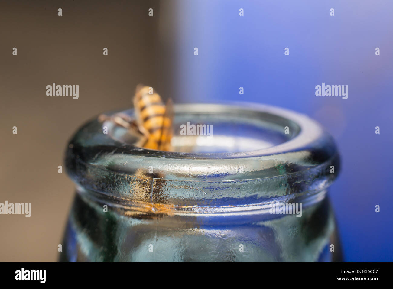 Glasflaschen mit Bee Fly in Essen Honigtau Soda kratzen hautnah. Stockfoto