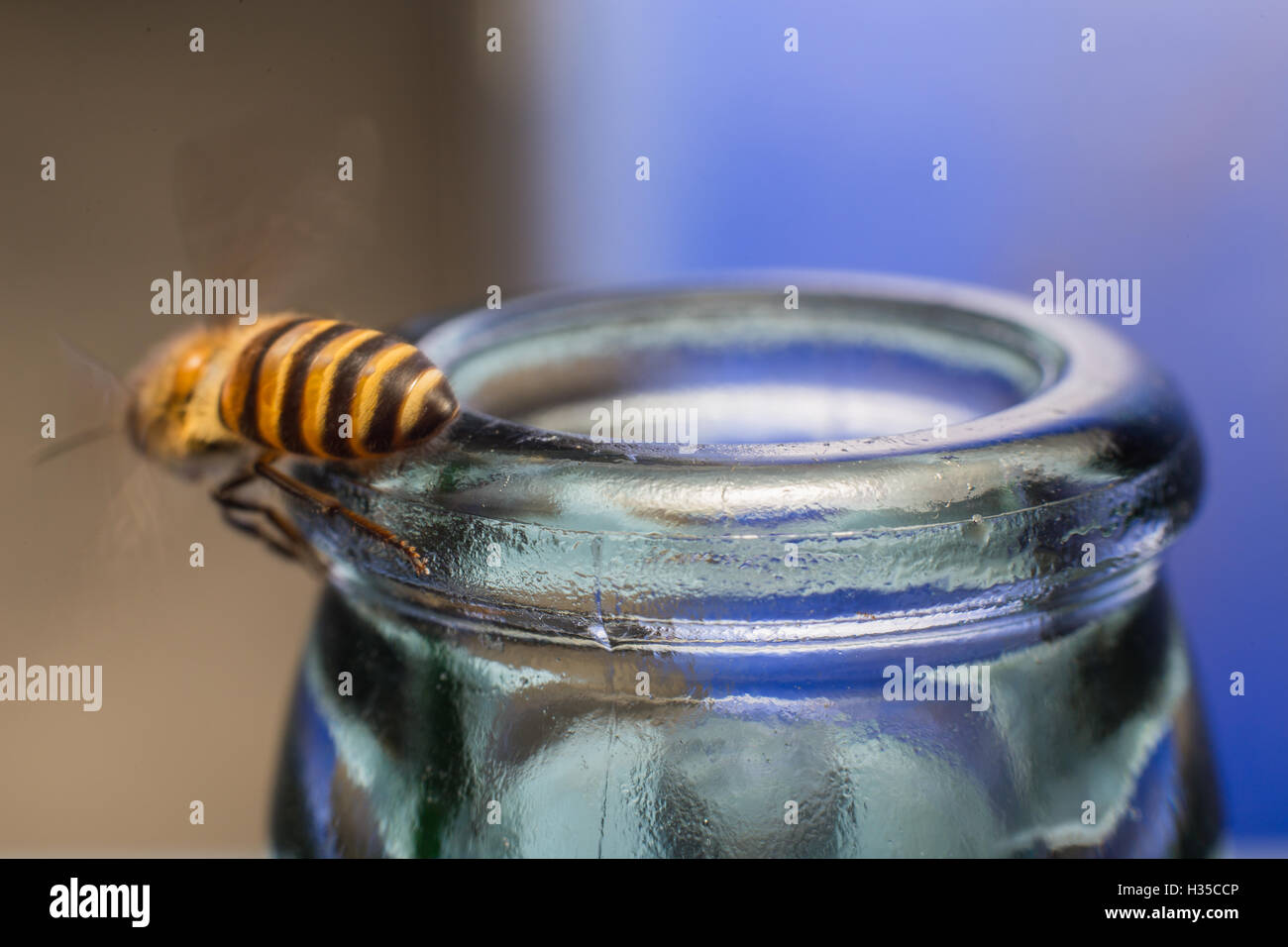 Glasflaschen mit Bee Fly in Essen Honigtau Soda kratzen hautnah. Stockfoto