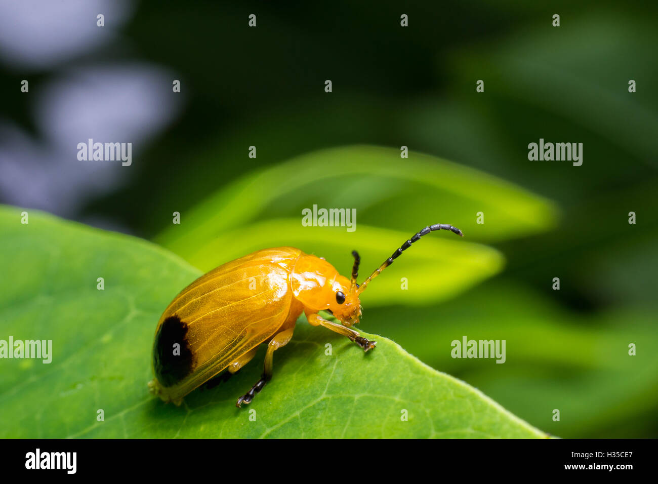 Natur-Bild zeigt Details der Insekten: Nahaufnahme / Makro von einem Kürbis Käfer thront auf einem Blatt. Stockfoto