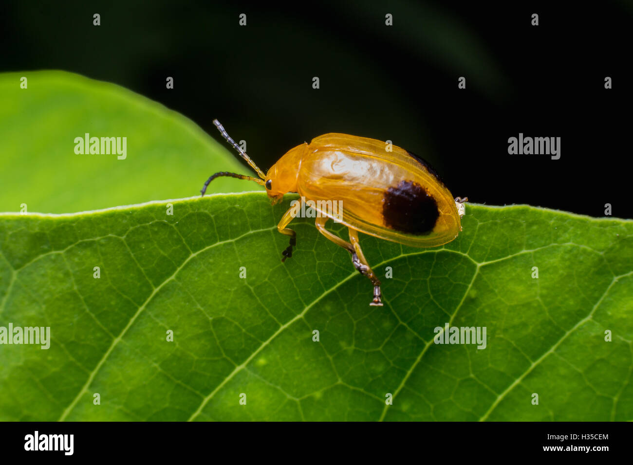 Natur-Bild zeigt Details der Insekten: Nahaufnahme / Makro von einem Kürbis Käfer thront auf einem Blatt. Stockfoto