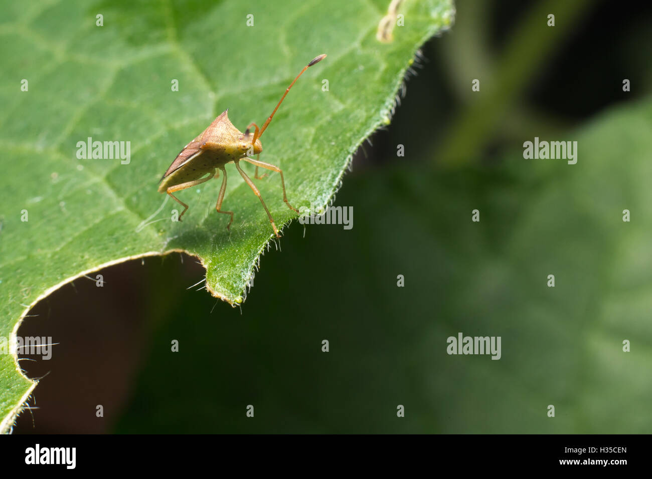 Natur-Bild zeigt Details der Insekten: Nahaufnahme / Makro eines Hemiptera Nezara Viridula Heteroptera Pentatomidae Palomera PR Stockfoto
