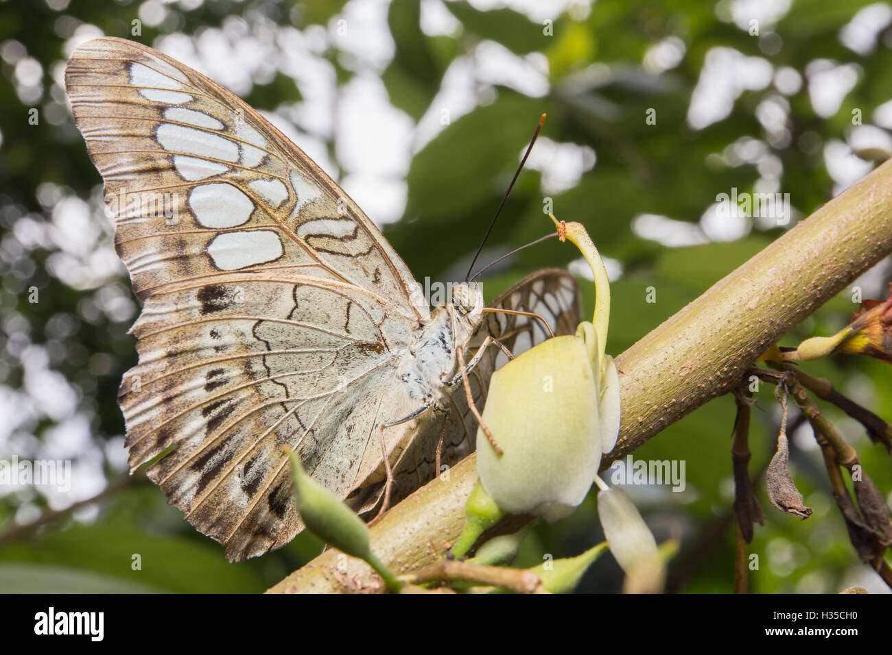 Blaue "Clipper Schmetterling" in Bangkok Thailand sein wissenschaftlicher Name ist Parthenos Sylvia, in Südostasien heimisch. Stockfoto