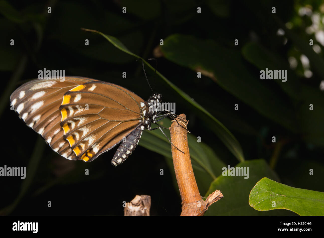 Nahaufnahme des gemeinsamen Krähe Schmetterling auf Treer. Stockfoto