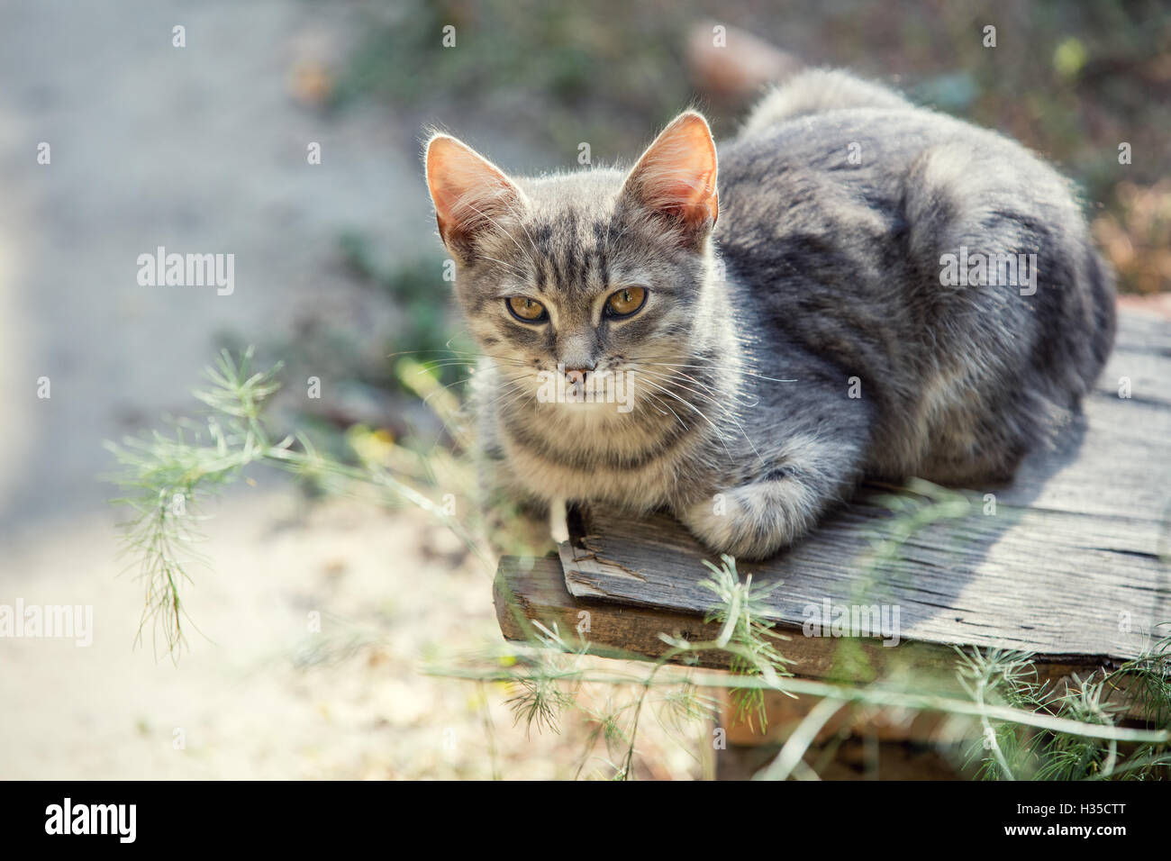 Süße Kätzchen auf dem alten Grunge-Tisch im Garten entspannen Stockfoto