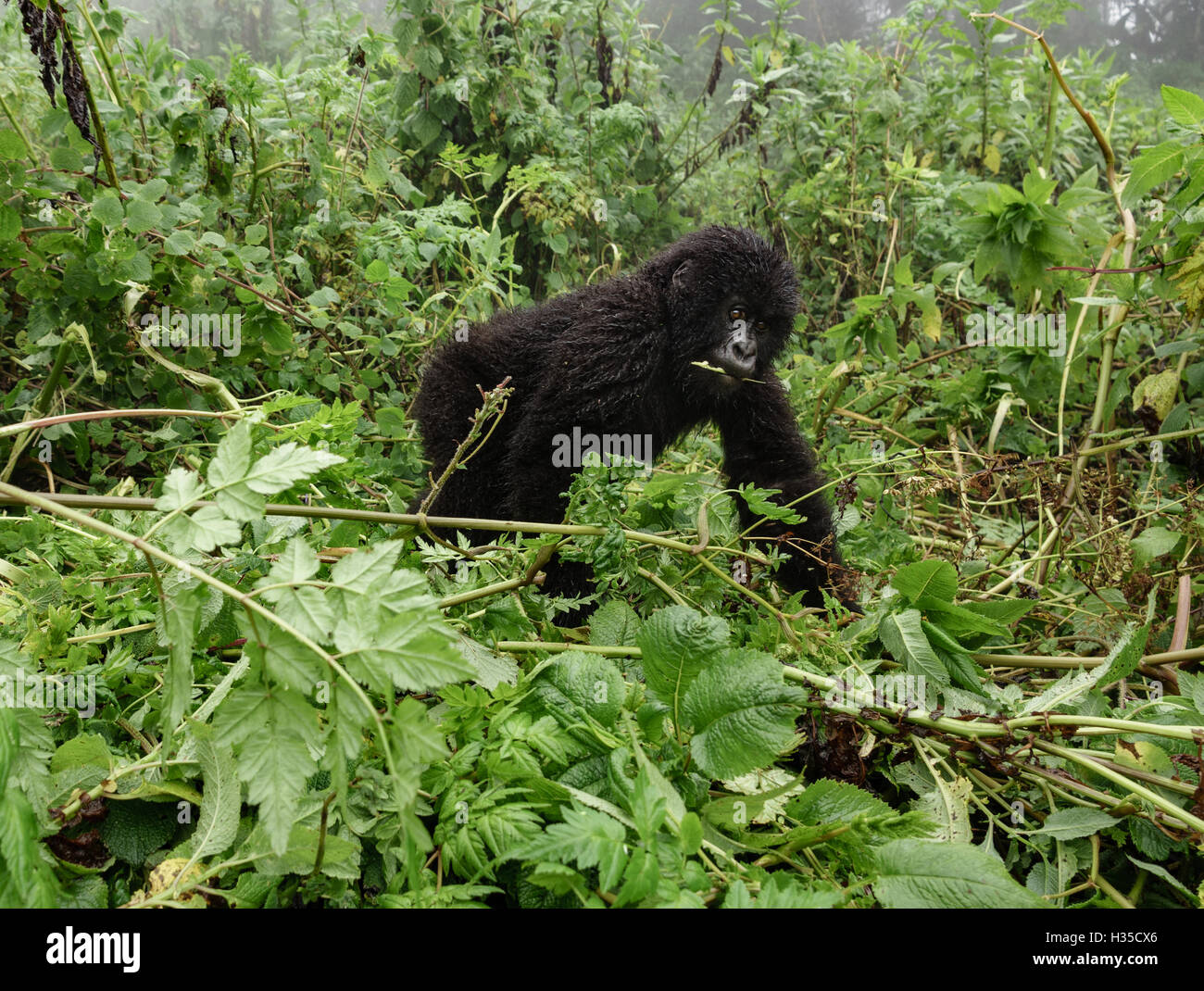 Smal Berggorillas im Wald Stockfoto