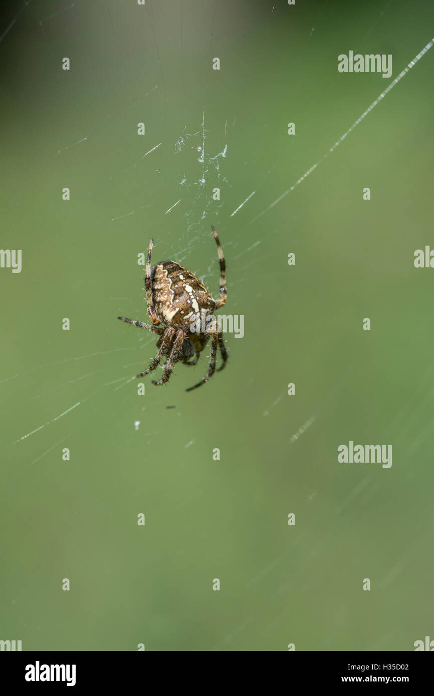 Europäische Kreuzspinne / diadem Spider / Kreuz Spinne / Kreuz Orbweaver (Araneus Diadematus) im Web. Stockfoto