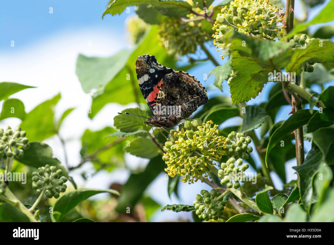 Unterseite des Schmetterlings Red Admiral (Vanessa Atalanta) Fütterung auf Efeu Blumen Stockfoto