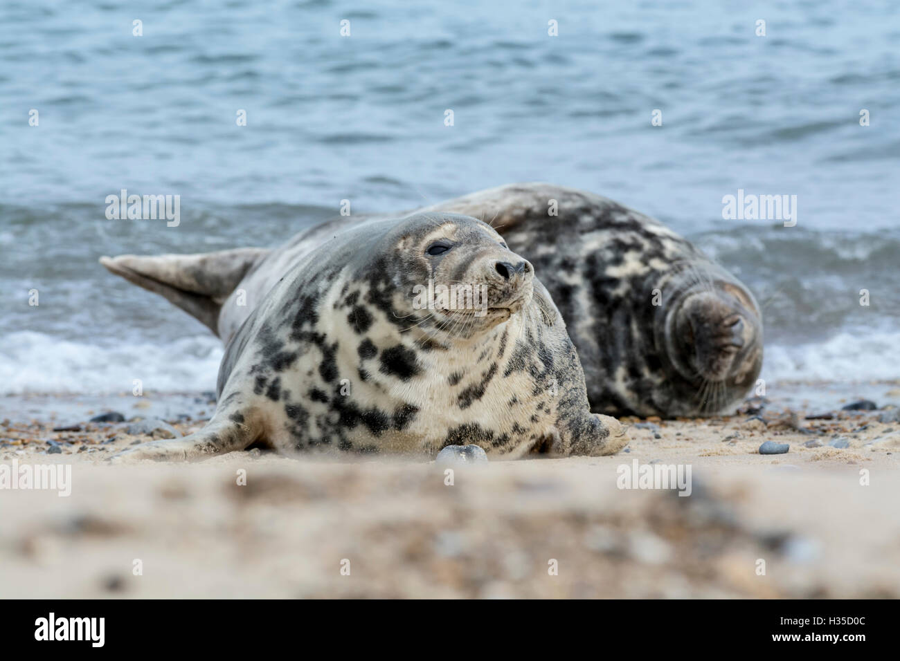 Kegelrobben (Halichoerus Grypus). Zwei Personen am Strand aalen Stockfoto