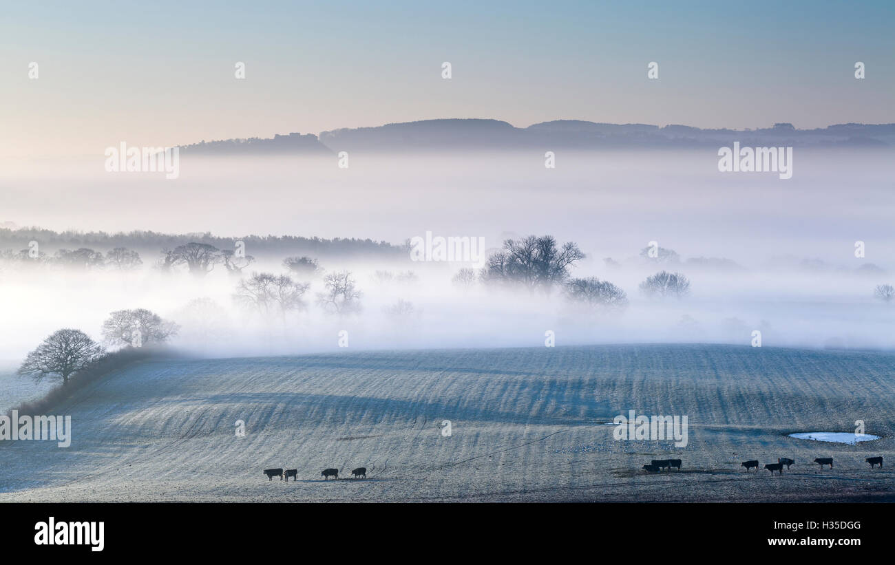 Beeston Castle und Peckforton Hügel erheben sich über eine Decke von Dunst und Nebel für Cheshire Plain, Cheshire, UK Stockfoto