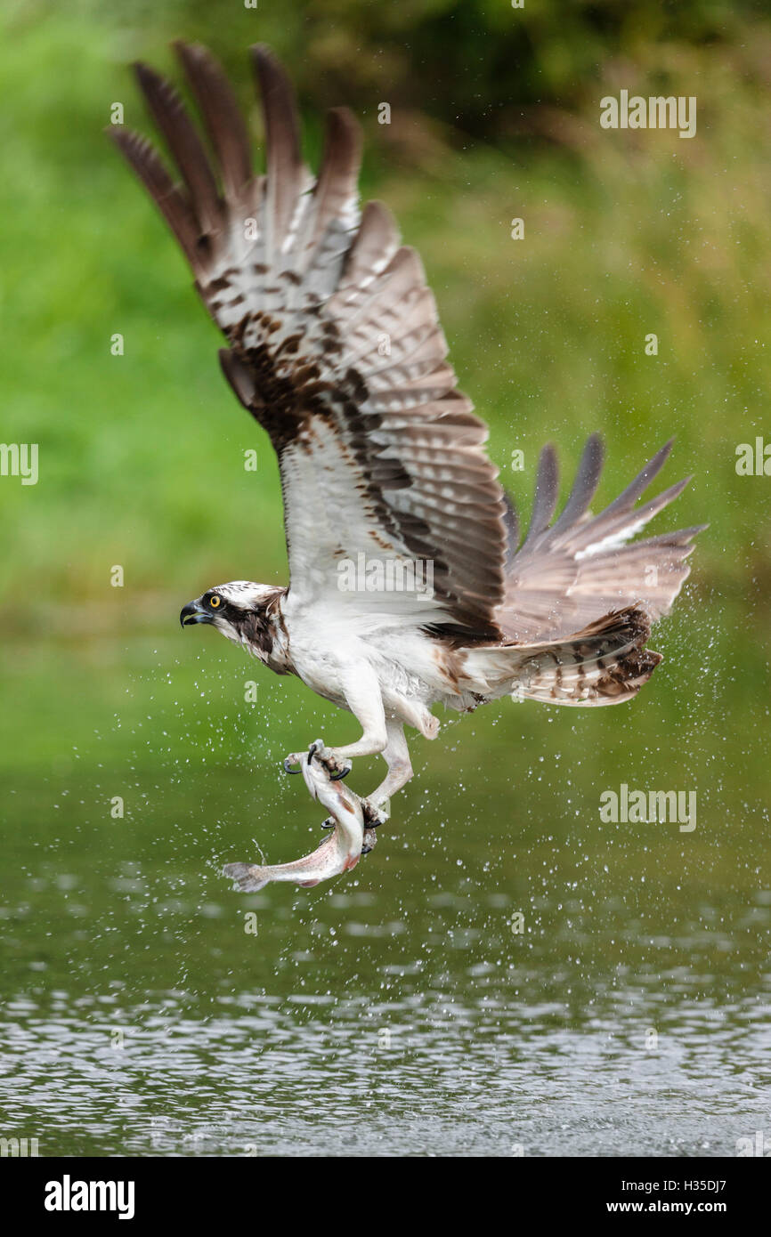 Fischadler über einen Teich zu fliegen, nach ein erfolgreichen Angelausflug mit einem Fisch in seinen Krallen, Pirkanmaa, Finnland Begriffen Stockfoto