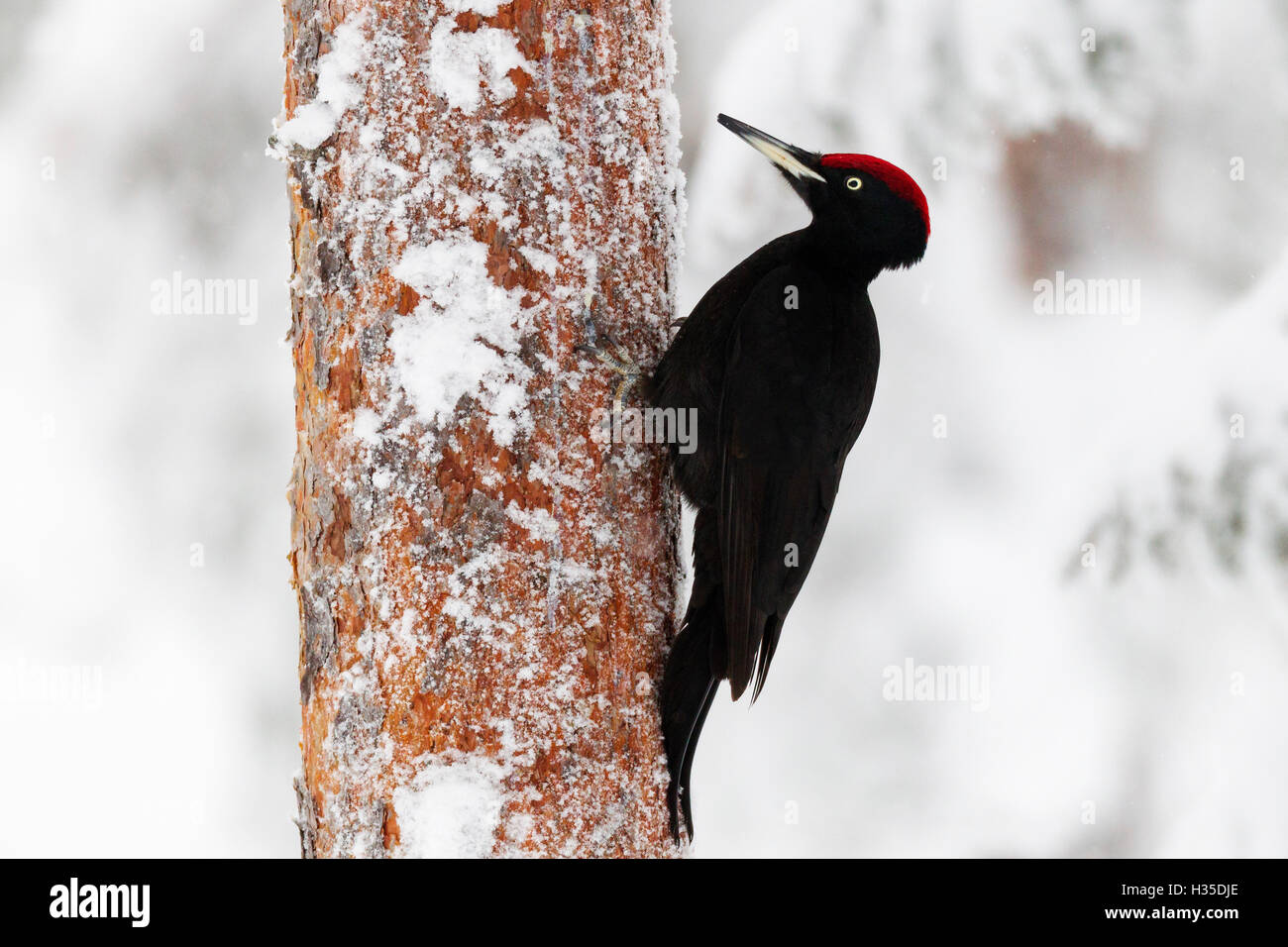 Schwarzspecht auf dem Schnee bedeckt Nadel-Baumstamm auf der Suche nach Ameisen und Maden, Taiga-Wald, Finnland Stockfoto