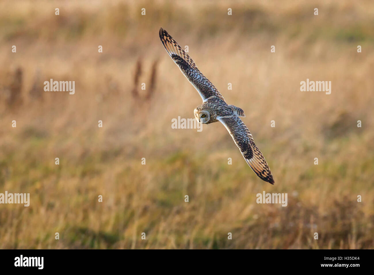 Sumpfohreule (Asio Flammeus) rangieren bei der Jagd nach Beute während des Fluges über Marsch landen, Cheshire, England, UK Stockfoto