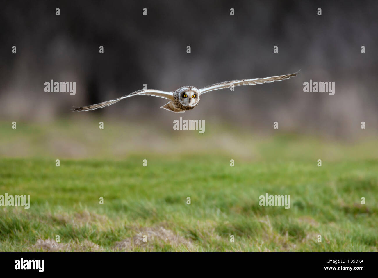Sumpfohreule (Asio Flammeus) Tiefflug über grobe Rasen Jagd nach Beute, Cheshire, England, UK Stockfoto
