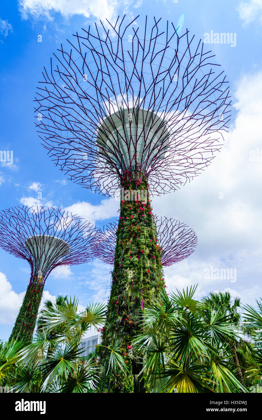 SuperTree Grove in den Gärten durch die Bucht, eine futuristische Botanischer Garten und Park, Marina Bay, Singapur Stockfoto