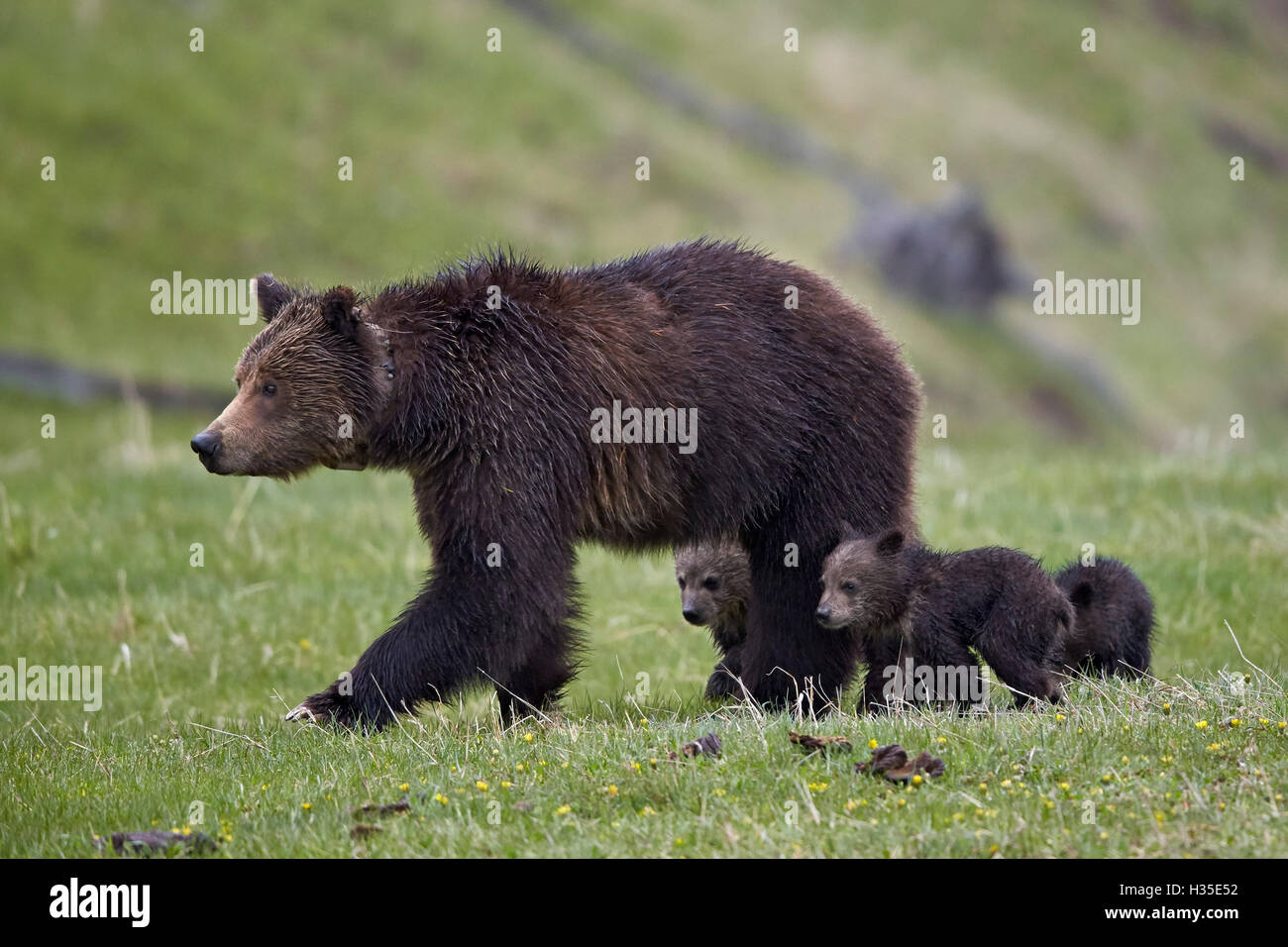 Grizzly Bär (Ursus Arctos Horribilis) Sau und drei Jungtiere des Jahres, Yellowstone-Nationalpark, Wyoming, USA Stockfoto