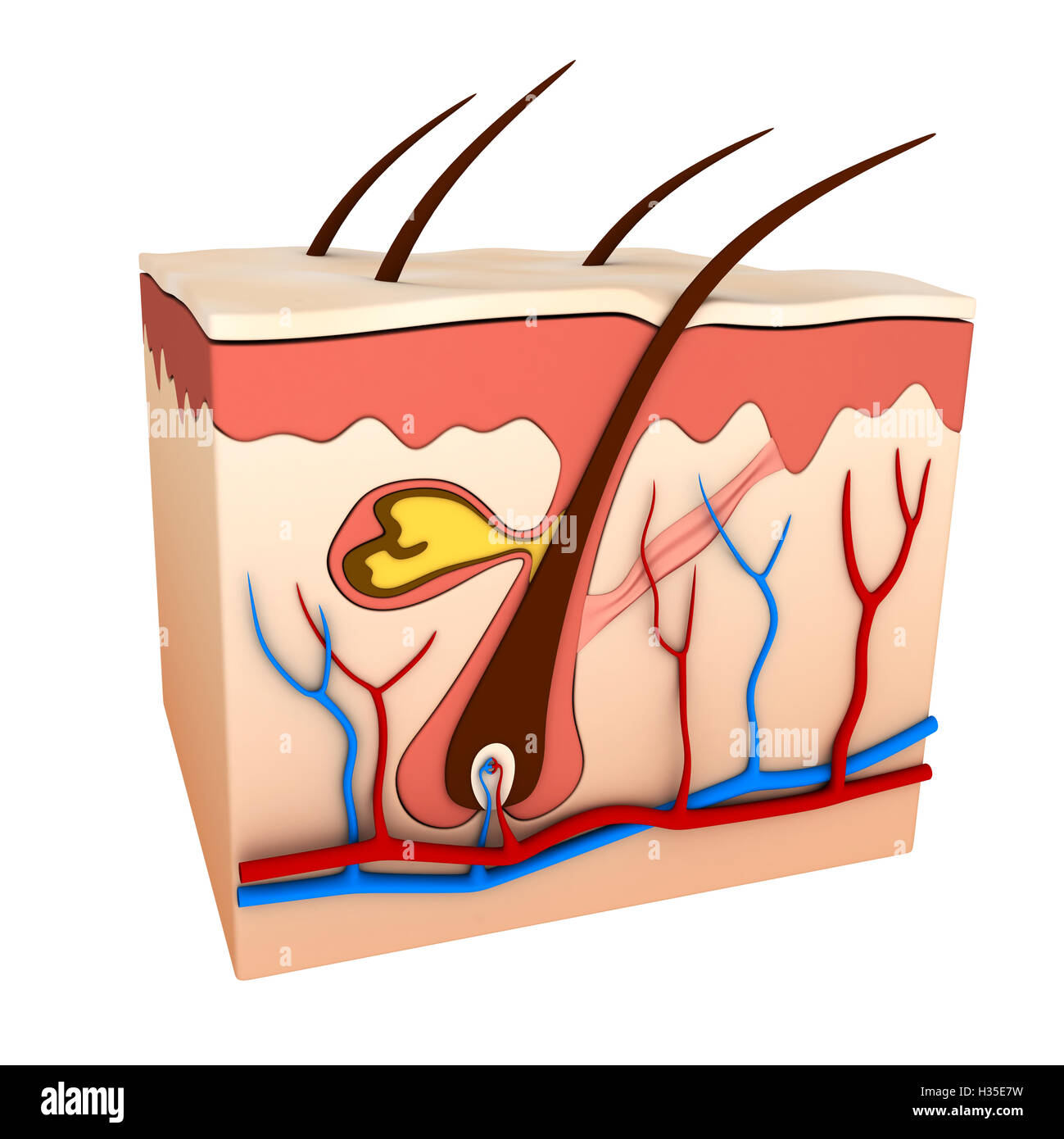 Haarfollikel Schema (durchgeführt in 3D-Rendering) Stockfoto