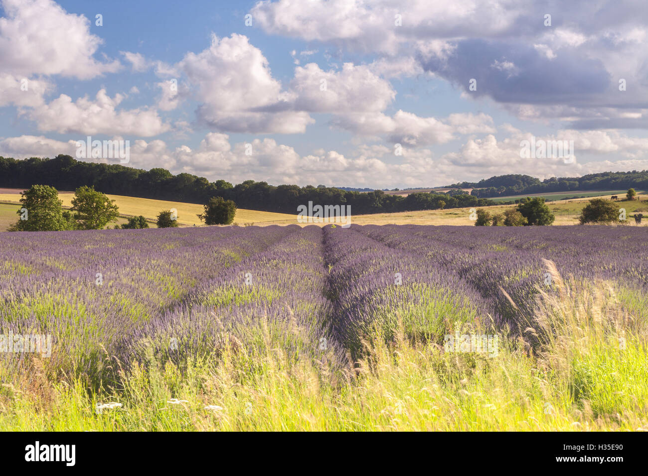 Lavendelfelder in der Nähe von Snowshill, Cotswolds, Gloucestershire, England, UK Stockfoto