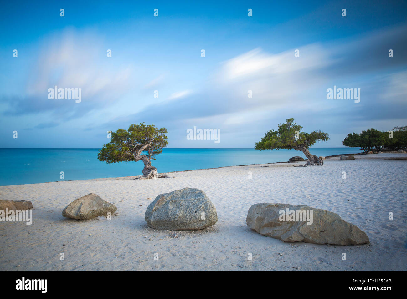 Divi-Divi-Bäume am Eagle Beach, Aruba, kleine Antillen, Niederländische Antillen, Karibik Stockfoto