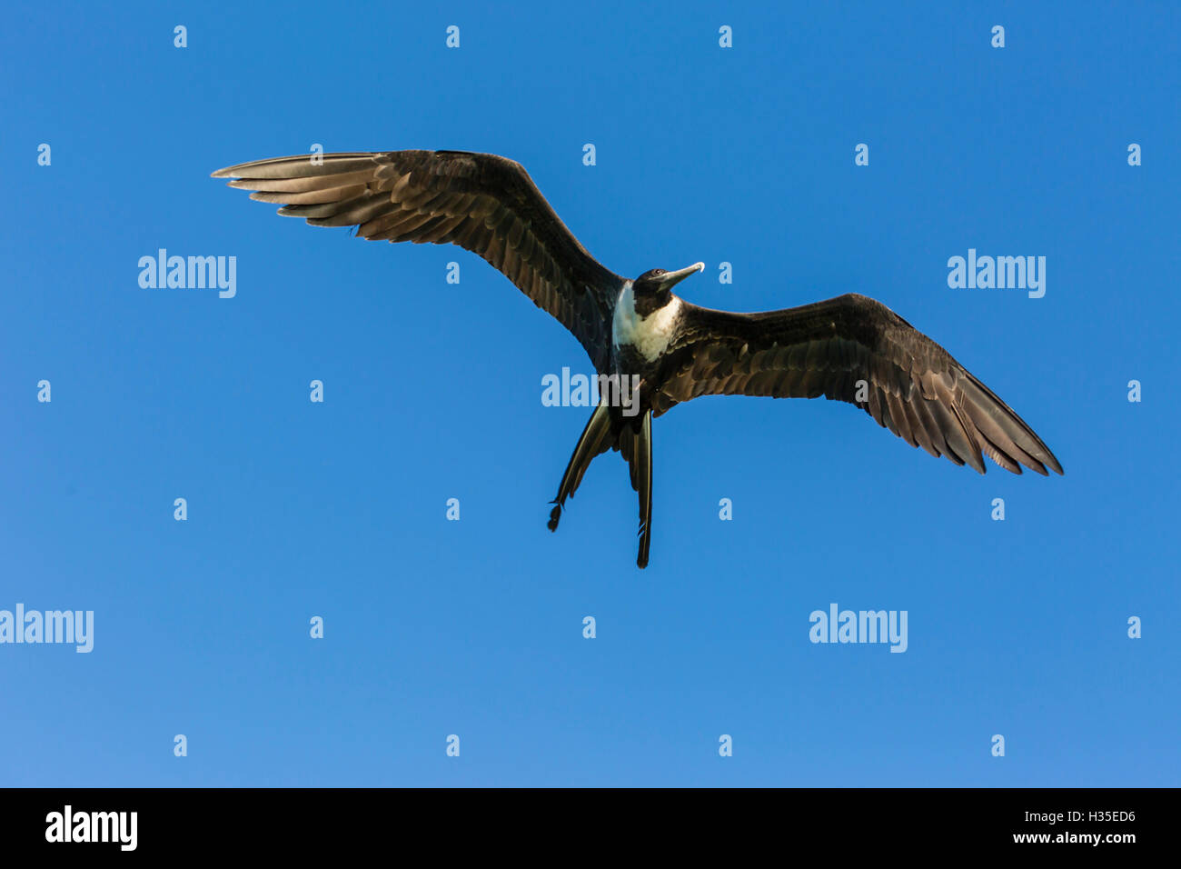 Erwachsene weibliche herrliche Fregattvogels (Fregata magnificens), Bucht von San Gabriel, Insel Espiritu Santo, Baja California Sur, Mexiko Stockfoto