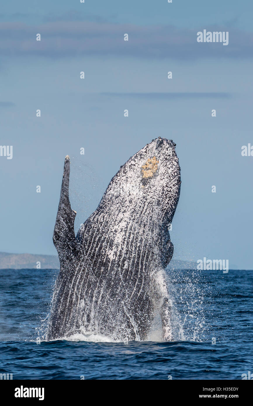 Erwachsener Buckelwal (Impressionen Novaeangliae), Verletzung in den seichten Gewässern der Cabo Pulmo, Baja California Sur, Mexiko Stockfoto