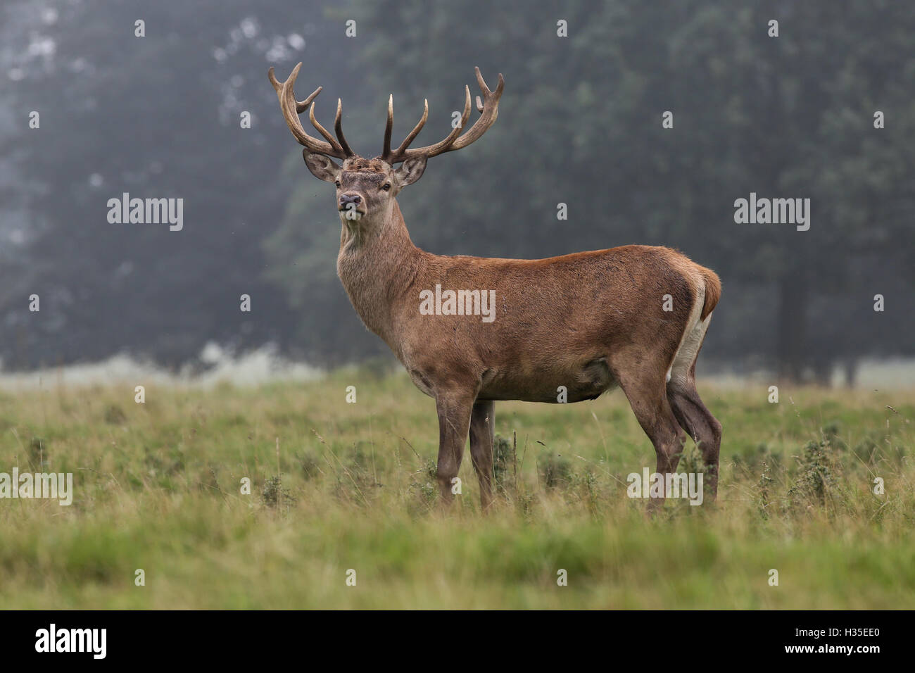 Ein Rotwild Hirsch in den frühen Morgenstunden Nebel von einem heissen Herbst Tag an studley royal Deer Park von Fountains Abbey in der Nähe von Bedale, Yorkshire Stockfoto