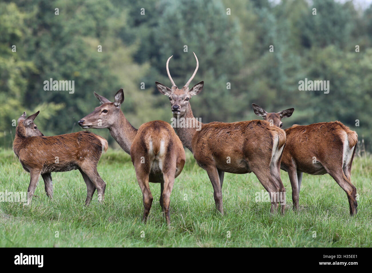 Hirsche grasen am frühen Morgen von einem heissen Herbst Tag an studley royal Deer Park von Fountains Abbey in der Nähe von Bedale, Yorkshire. Stockfoto