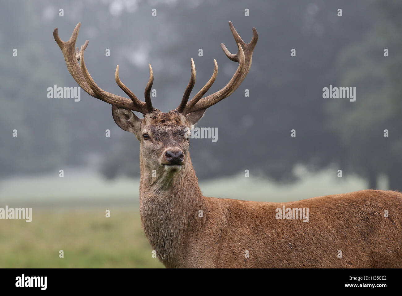 Ein Rotwild Hirsch in den frühen Morgenstunden Nebel von einem heissen Herbst Tag an studley royal Deer Park von Fountains Abbey in der Nähe von Bedale. Stockfoto
