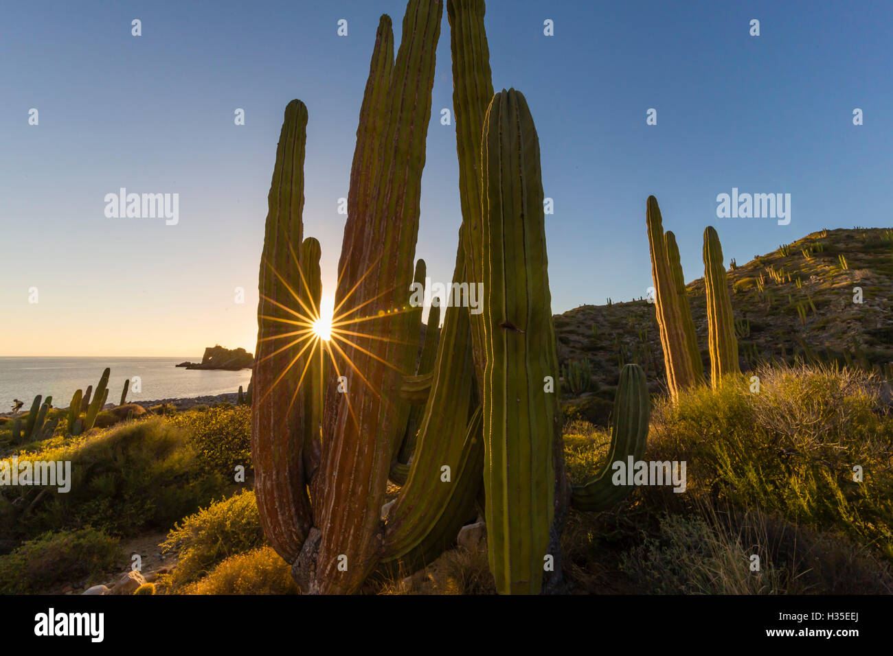 Cardon Kaktus (Pachycereus Pringlei) bei Sonnenuntergang auf Isla Santa Catalina, Baja California Sur, Mexiko Stockfoto