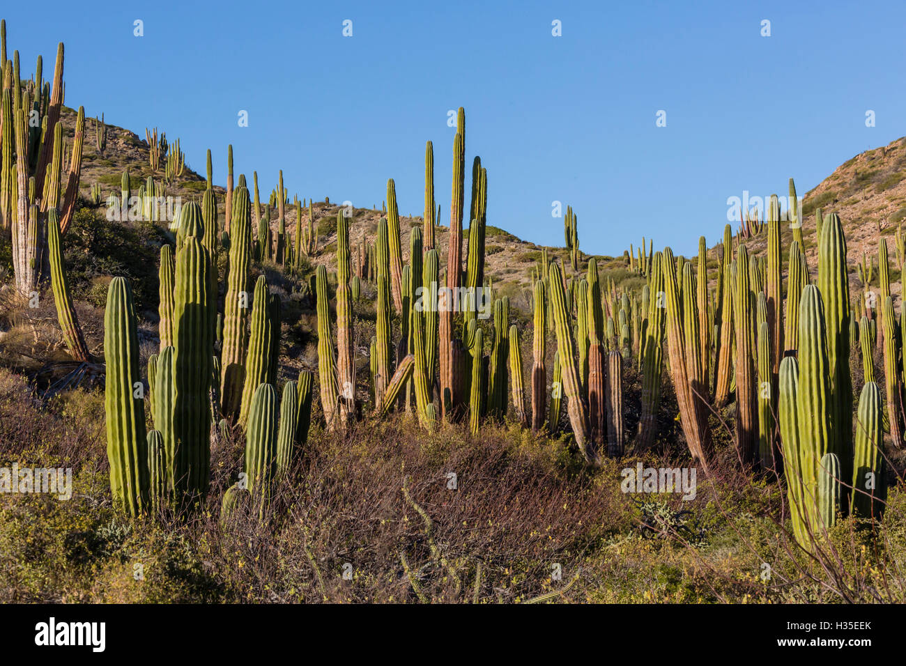 Cardon Kaktus (Pachycereus Pringlei), auf Isla Santa Catalina, Baja California Sur, Mexiko Stockfoto