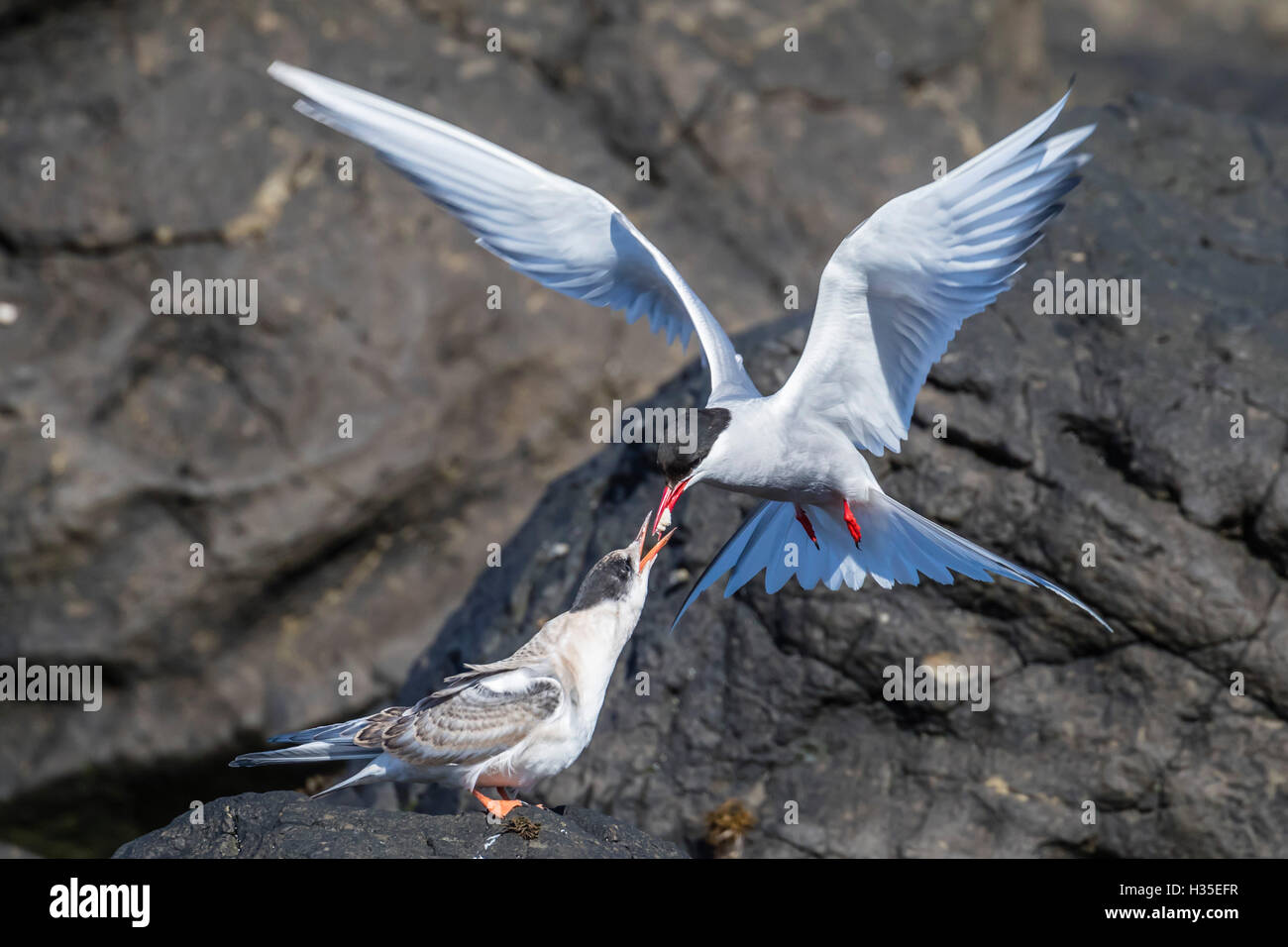 Erwachsenen Küstenseeschwalbe (Sterna Paradisaea) wieder aus dem Meer mit Fisch für die Küken auf Flatey Insel, Island, Polarregionen Stockfoto