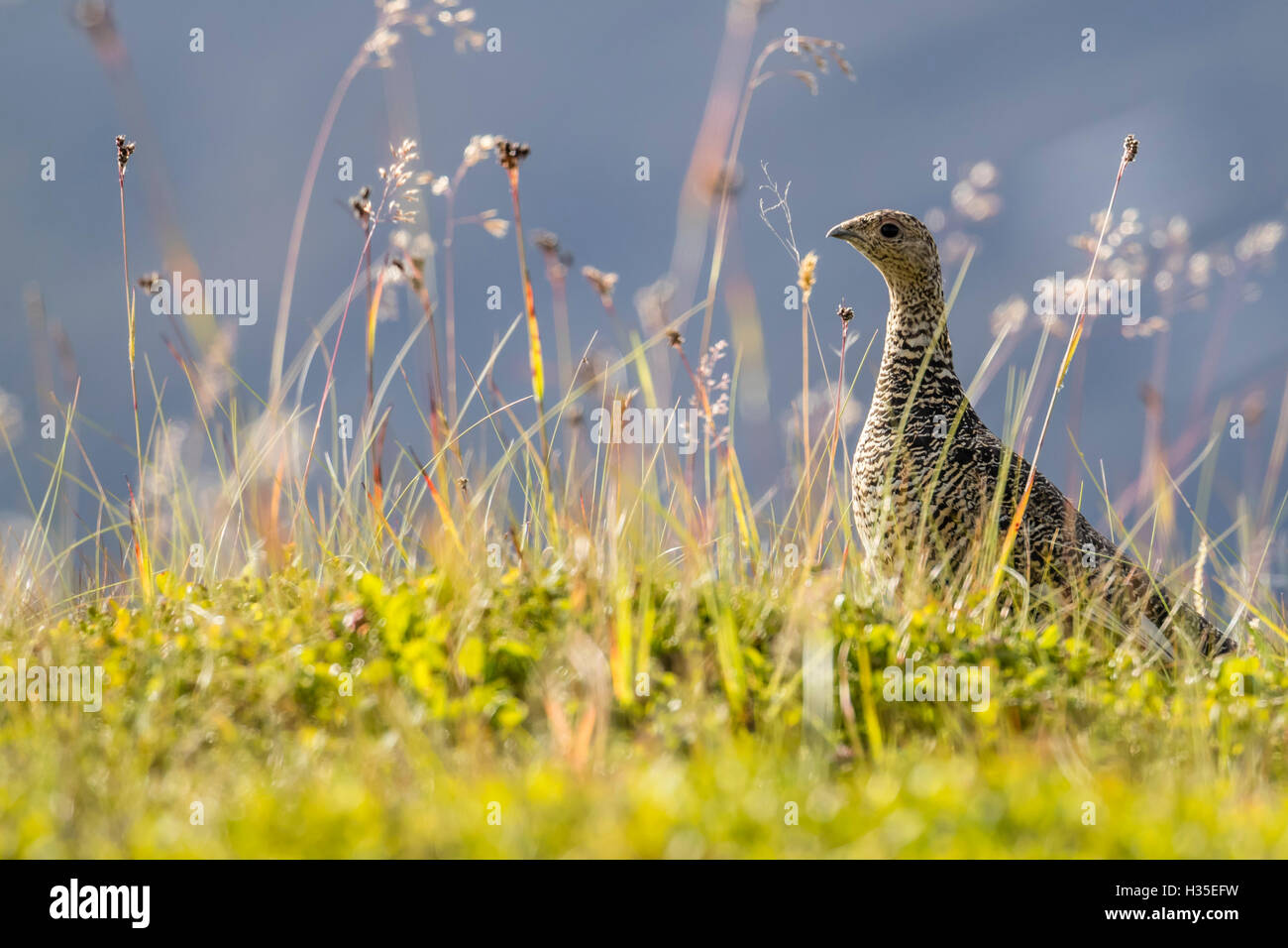 Eine Erwachsene weibliche Willow Ptarmigan (Lagopus Lagopus) im Sommer Gefieder auf die Snaefellsnes Halbinsel, Island, Polarregionen Stockfoto