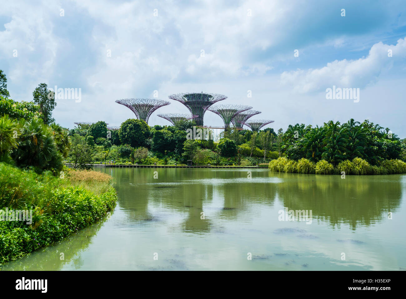 SuperTree Grove in den Gärten durch die Bucht, eine futuristische Botanischer Garten und Park, Marina Bay, Singapur Stockfoto